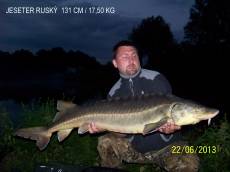 jeseter ruský 17,5 kg