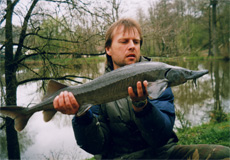  jeseter 7 kg - 105 cm