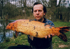 koi kapr 8 kg - 81 cm