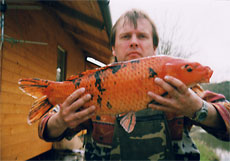 koi kapr