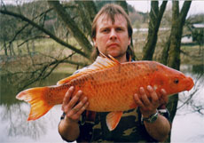 koi kapr