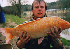 koi kapr 9 Kg - 80 cm